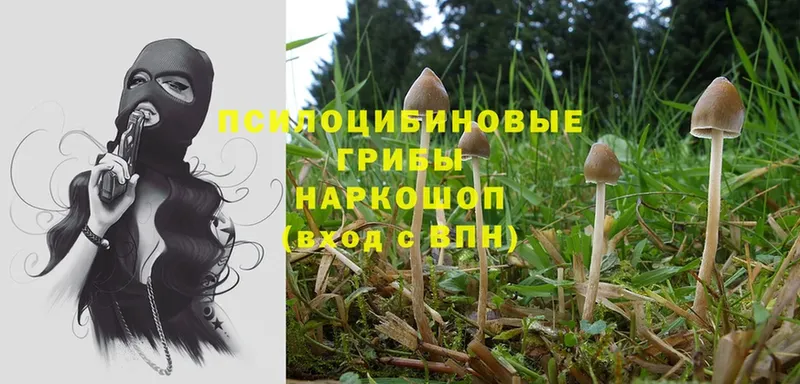 цена   Задонск  Галлюциногенные грибы Psilocybe 